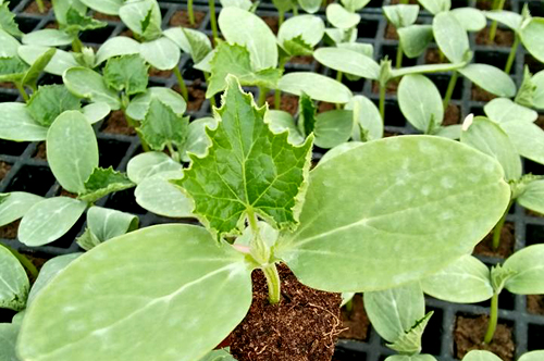Gabarit Concombre Grow Algeria
