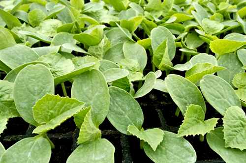 Gabarit Produits Grow Algeria – Melon Franc