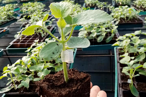 Gabarit Produits Grow Algeria-Melon Greffé01