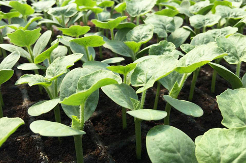 Gabarit Produits Grow Algeria – Pasteque Franc