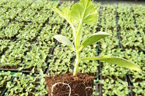 Gabarit Produits Grow Algeria-Pastèque Griffé Nandou