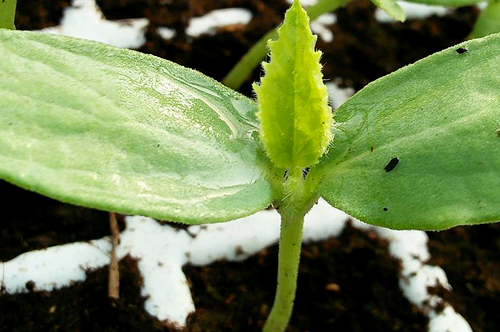 Gabarit Produits Grow Algeria-Piment Franc