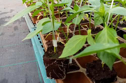 Gabarit Produits Grow Algeria-Poivron Greffé