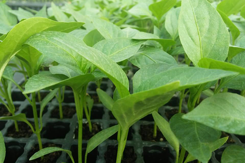 Gabarit Produits Grow Algeria – Poivron