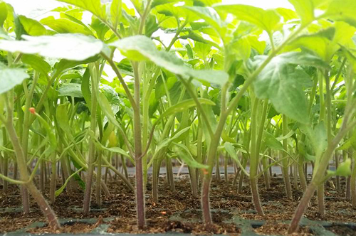 Gabarit Produits Grow Algeria-Tomate Franc-02