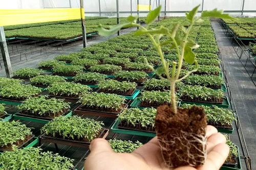 Gabarit Produits Grow AlgeriaTomate 2Bras